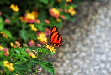 butterfly on flower