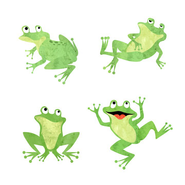 Cute frogs set. Vector illustration of green watercolor frog isolated on white