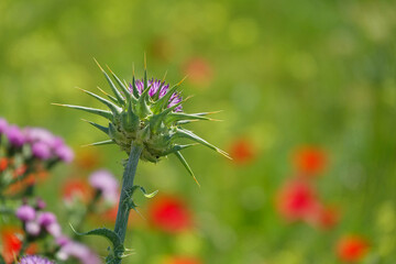 Detail of a purple thistle flower on a background of wild flowers