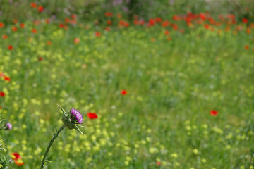 Detail of a purple thistle flower on a background of wild flowers