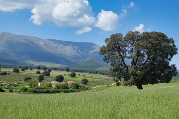 Large centenary holm oak in a meadow with the mountains in the background one sunny spring morning...