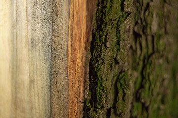 Obraz premium Wood background texture in section with bark and core