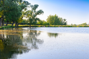 Summer landscape with a pond and green banks with trees
