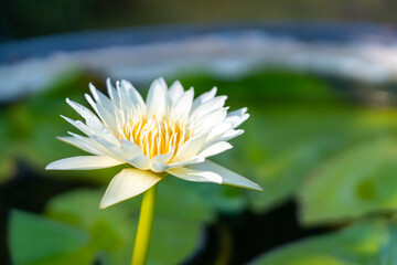 White lotus with yellow pollen on surface of pond