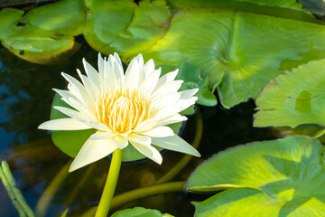 White lotus with yellow pollen on surface of pond