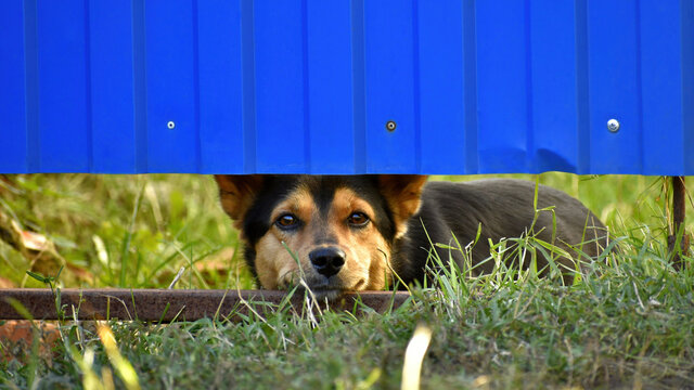 The mongrel lying in the yard looks through the shelves at the bottom of the fence to the street. The domestic dog is watching from under the fence.