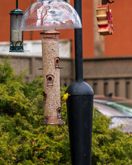American goldfinch (Spinus tristis) male at a bird feeder in spring, shot in the Beaches neighbourhood of Toronto