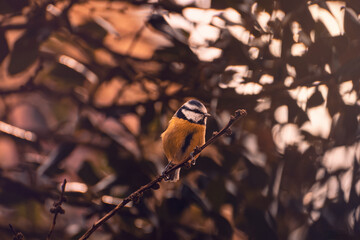 Eurasian blue tit on a branch