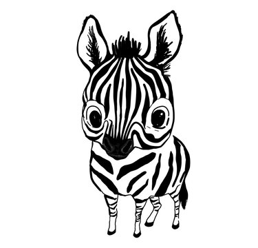 Cartoon zebra. Black and white cute baby zebra, graphic drawing. Print on clothes, for coloring, a picture for a child`s room, kindergarten.