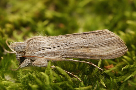 Closeup of the shark moth, Cucullia umbratica on a peice of bark