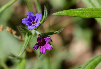 Small purple flowers