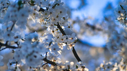 Kwitnąca wiśnia. z pięknym niebem. - obrazy, fototapety, plakaty