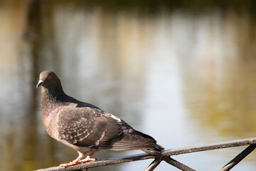 dove on the background of water bird
