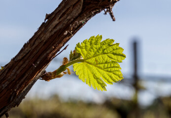 Macro of vine sprout