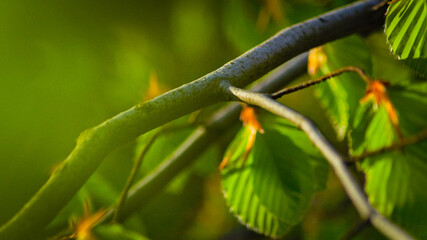 Piękne zielone liście w lesie.