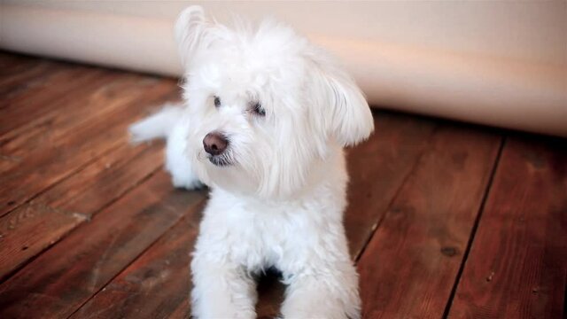 White maltese close up