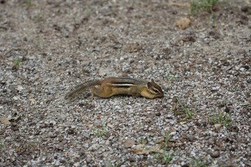 chipmunk lunging for a snack