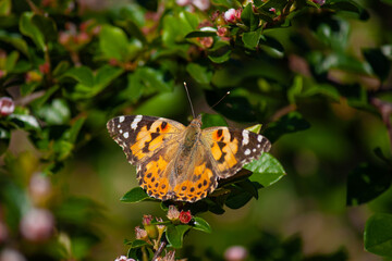 Fototapeta na wymiar Schmetterling zwischen kleinen grünen Blättern in einer Hecke