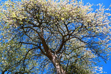Obstbaumblüte