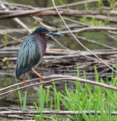 Green heron