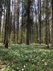 Puszcza Białowieska