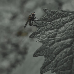spider on a web