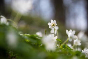  Wood anemone blooming in early spring - 433297649