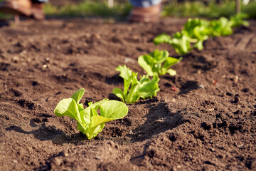 Young lettuce plants growing in soil in a garden