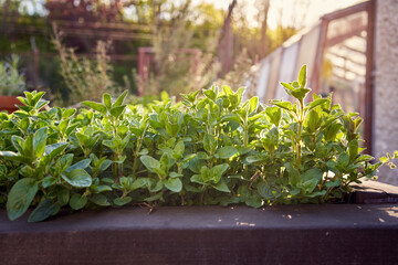 Oregano herb growing in a raised bed in a garden, with evening sunlight