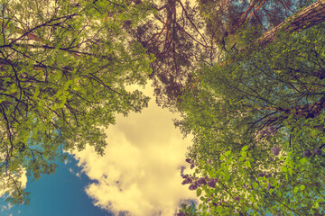 Variety crowns of the trees in the summer forest against the cloudy sky. Bottom view of the trees