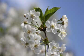 cherry branch with flowers on a sunny day