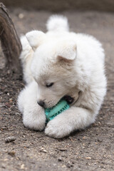 Obraz premium Ein Hund spielt liegend mit dem Ball