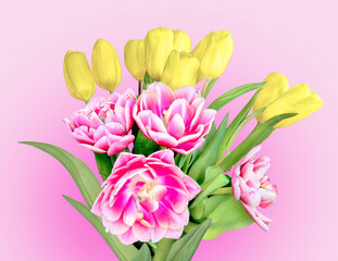 Elegant bouquet of spring yellow and pink-white tulip flowers on pastel pink background