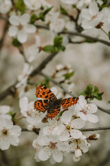 butterfly on a flower