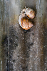 Table top view of two garden snails crawling over wet, gray surface