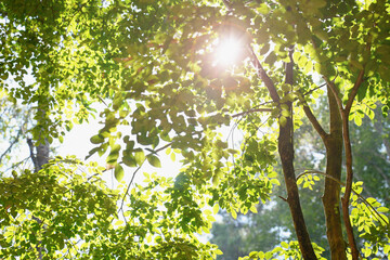 Fototapeta na wymiar The Sun fair in green forest tree for background. 