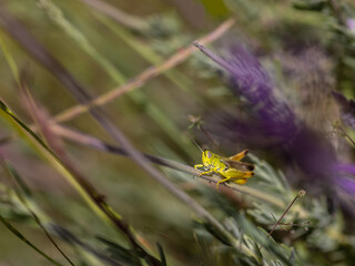 Grasshopper in its natural environment.