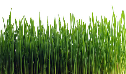 Fototapeta na wymiar Young wheat germ on a white background. Panoramic photo.