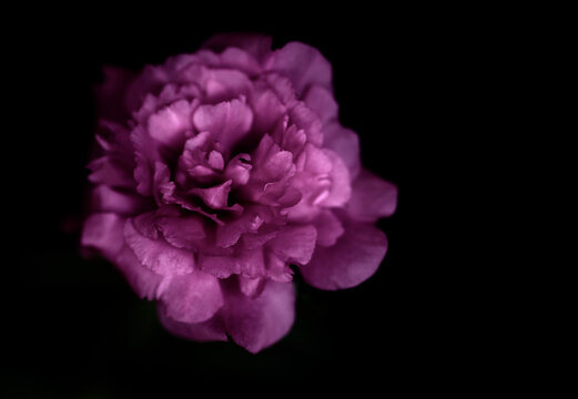 close up image of a pink flower with a black background.