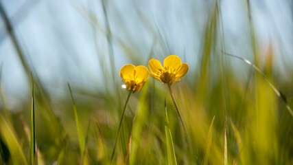 Dos flores silvestres amarillas juntas en un prado de hierba verde