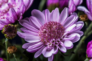 Fototapeta premium Blooming flowers on the bushes. Romantic and tender.