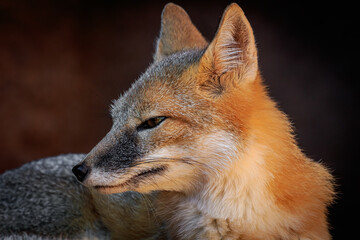 Swift Fox (Vulpes velox) in the Oklahoma City Zoo.