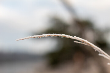 icicles on a branch