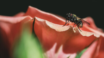 fly sitting on beautiful rose