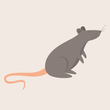 Vector image of a gray rat with a long pink tail. Cute animal. Flat cartoon illustration on a light background. Isolated object