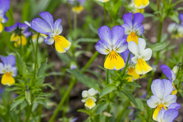 Heartsease (Viola tricolor), flowered in a garden