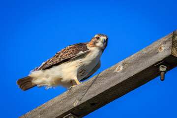 Red-tailked Hawk (Buteo jamaicensis) on a pole
