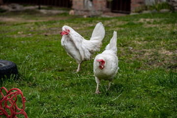 white chickens and roosters on a green lawn near an old rural house 