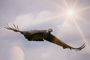 andenkondor, vultur gryphus, im flug vor blauem himmel mit sonne und sonnenstrahlen