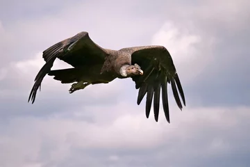 Tuinposter andenkondor, vultur gryphus, im flug vor blauem himmel © Holger T.K.
